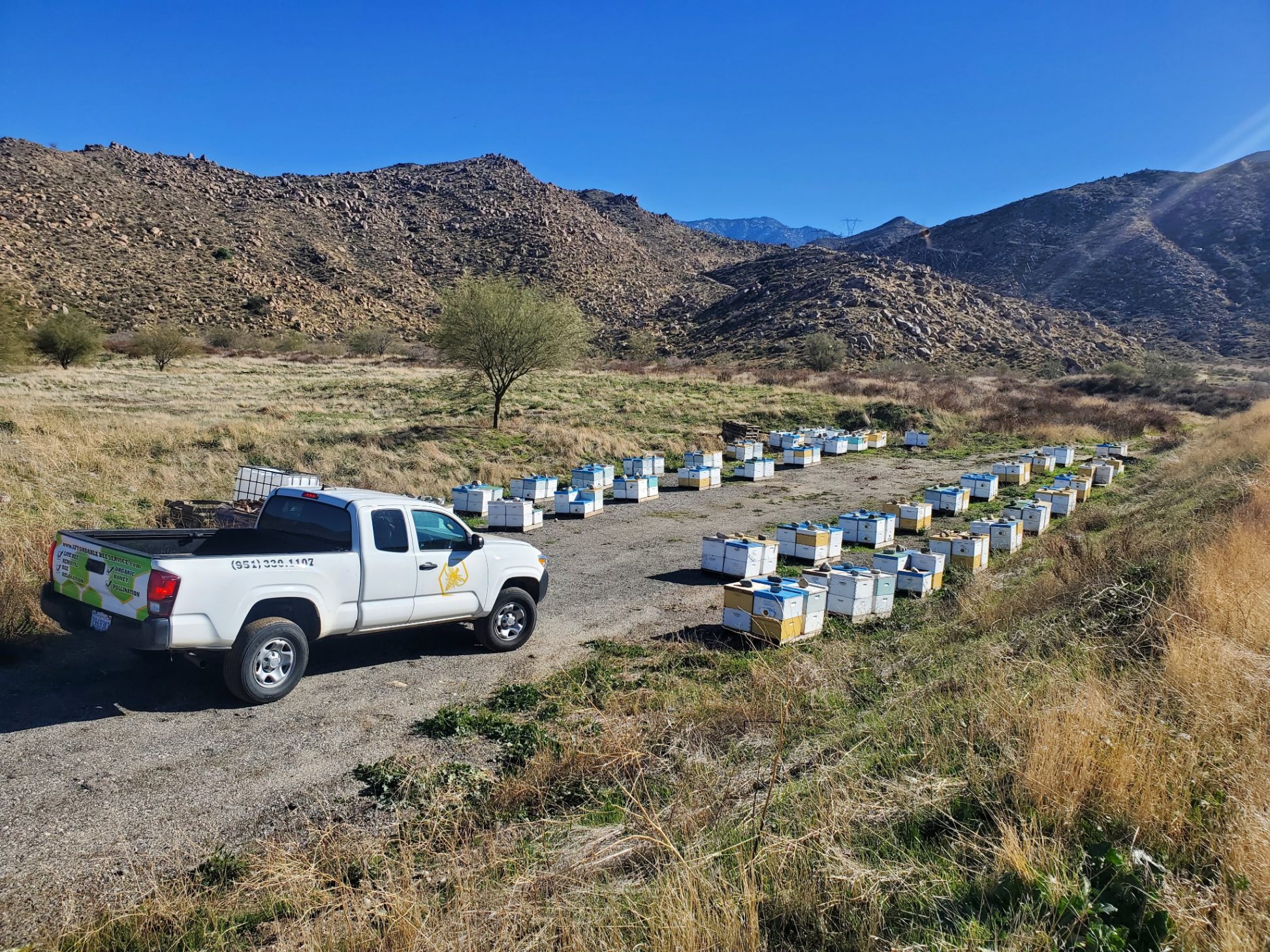 Bee hive relocation Banning CA Inland Empire — Affordable Bee Services branded truck next to rows of rescued honey bee colonies at our Banning apiary
